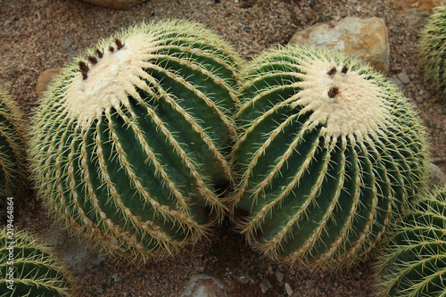 Cactus, echinocactus platyacanthus