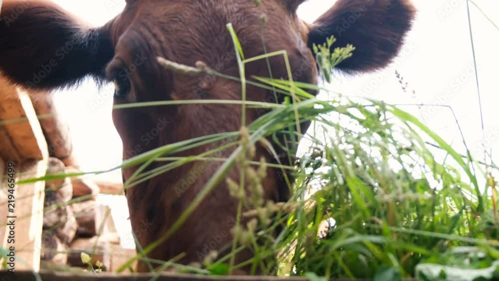 Home cow chewing fresh grass clippings standing in the paddock on a farm, close-up Home cow chewing fresh grass clippings standing in the paddock on a farm, close-up