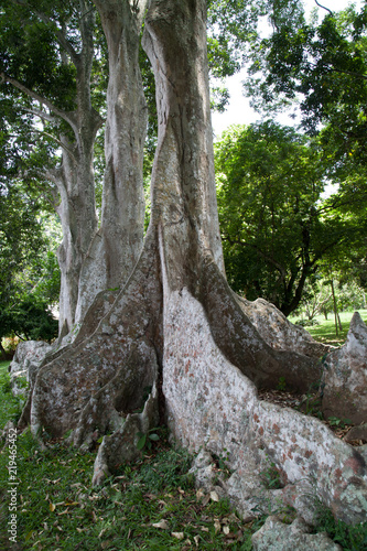 roots of Dipteryx Odorata also known as: Cumaru, tonka, Brazilian teak, gaiac de Cayenne, almendrillo, ebo, shihuahuaco amarillo, charapilla, sarrapia