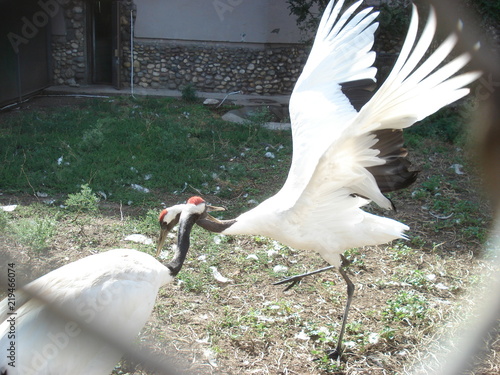 bird jaoan photo