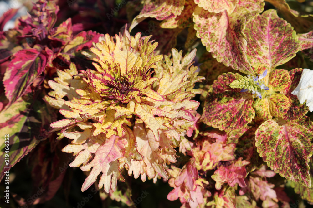 Coleus blumei or Painted nettle. Cultivar with pale yellow leaves