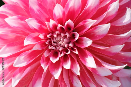 Pink Dahlia - Point Defiance, Tacoma, Washington