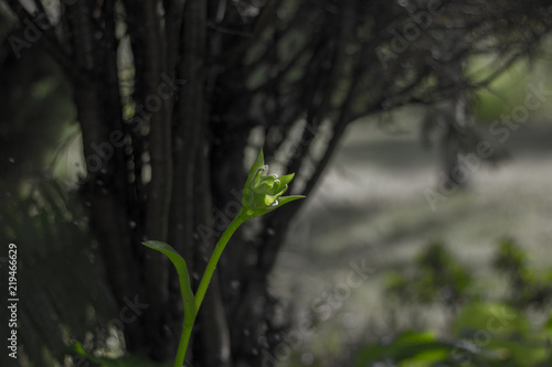 a young flower bud of the host against the background of a tree trunk © Edbeck