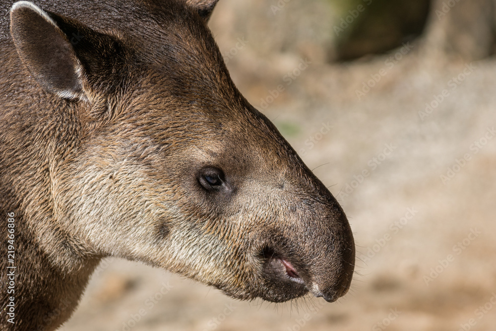 Fototapeta premium Anta Brasileira / South America Tapir (Tapirus terrestris)