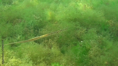 Broad-nosed pipefish (Syngnathus typhle). Fish hunts in the thickets of seaweed photo