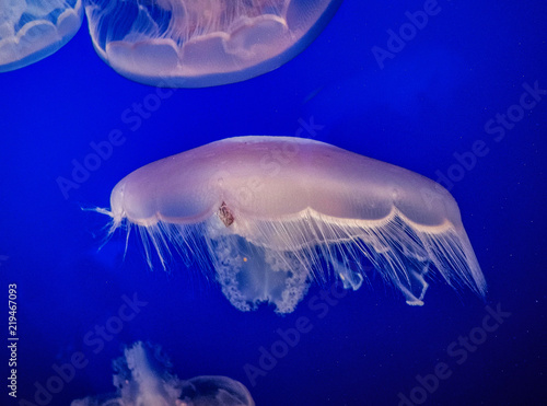 Jellyfish © Hart