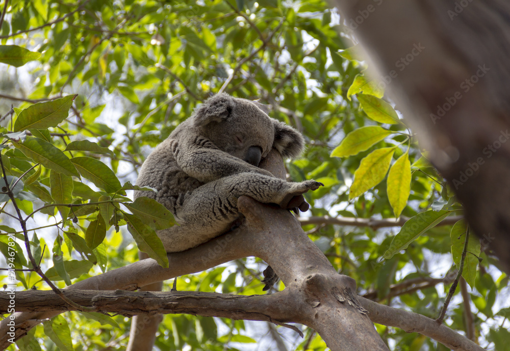 Fototapeta premium Koala durmiendo en arbol