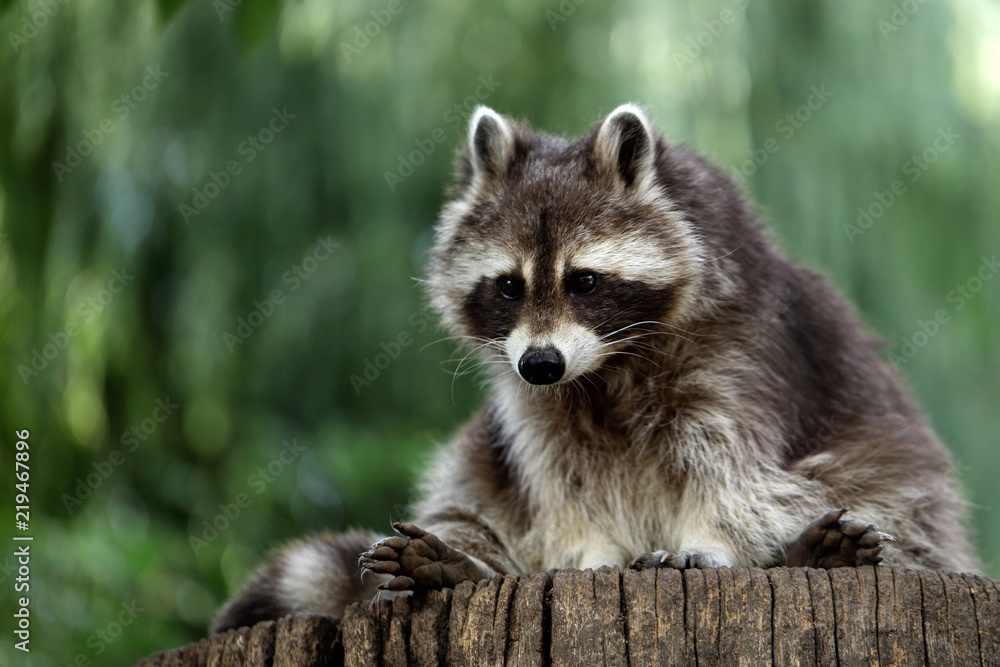 Fototapeta premium Portrait full body of lotor common raccoon on the tree trunk
