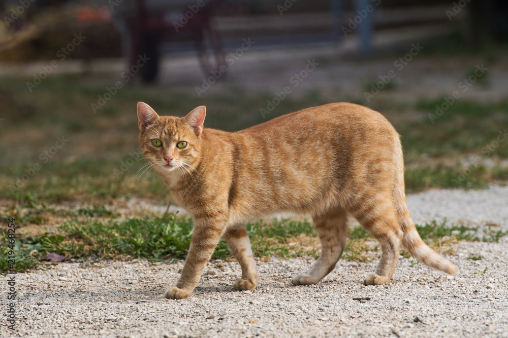 Rot getigerte Katze am Bauernhof Rot getigerte Katze am Bauernhof