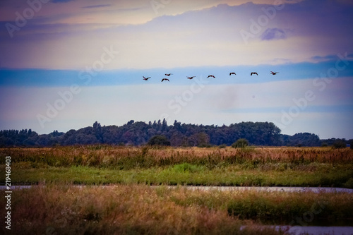 geese flying in formation