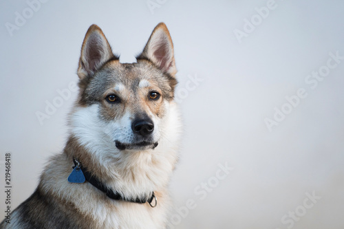 Czechoslovak wolfdog © DoraZett