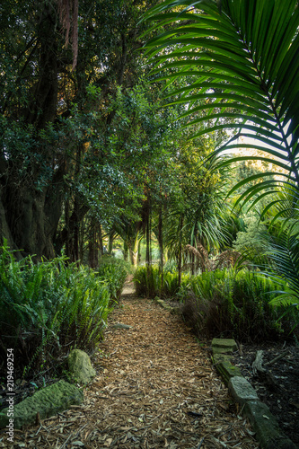 Path in a tropical plant garden