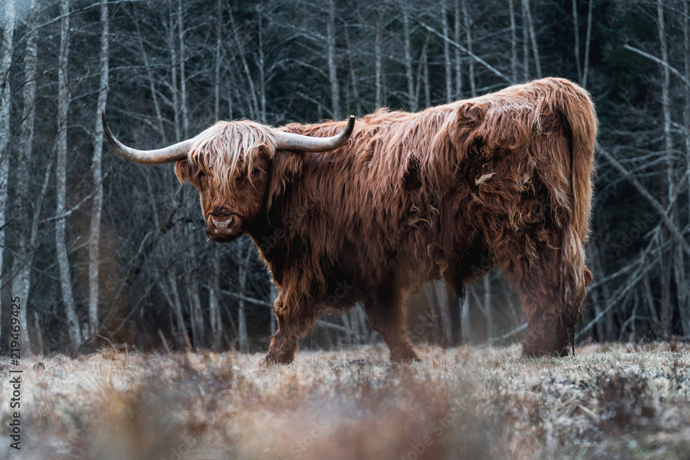 Fotobehang Schotse Hooglander Prachtige Highland Cattle grazen op een bevroren weide in een bos #219469425