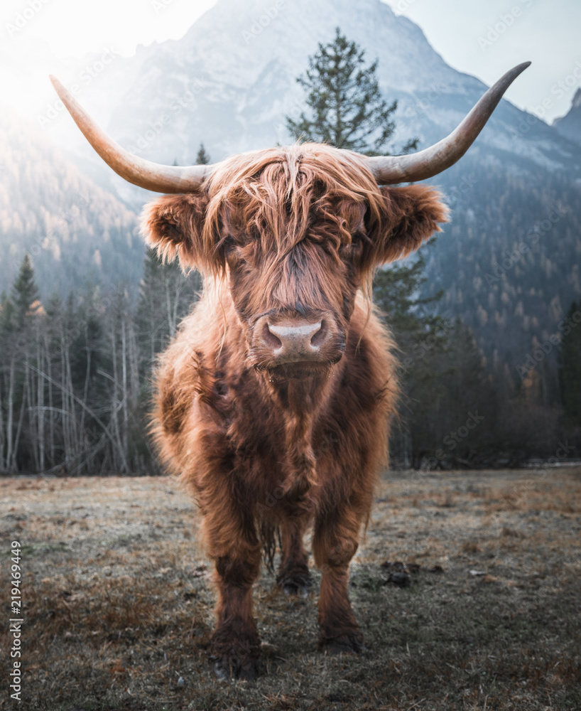 Fotografia Beautiful horned Highland Cattle enjoying the Sunrise on a  Frozen Meadow in the su EuroPosters.it