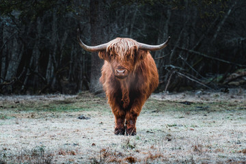Deken met foto Schotse hooglander Hooglander op bevroren weide in ochtendmist  © Daniel J