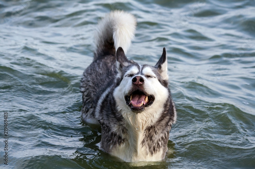 the portrait of a dog Alaskan Malamute bathes in the lake, a wet animal, the eyes are closed and the head is high, very pleased and funny look, beautiful, enjoying, around the water,