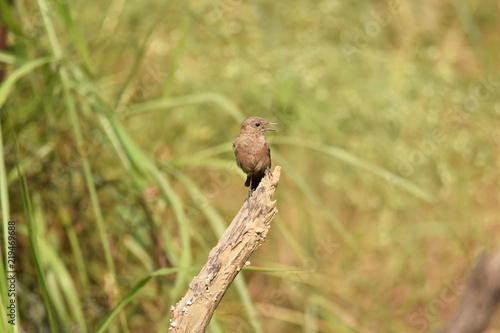 sparrow of brown color on dry stem with green color back ground 