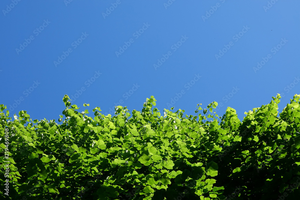 CLOSE UP: Bright sunlight shines on vibrant green leaves on a perfect sunny day. CLOSE UP: Bright sunlight shines on vibrant green leaves on a perfect sunny day.