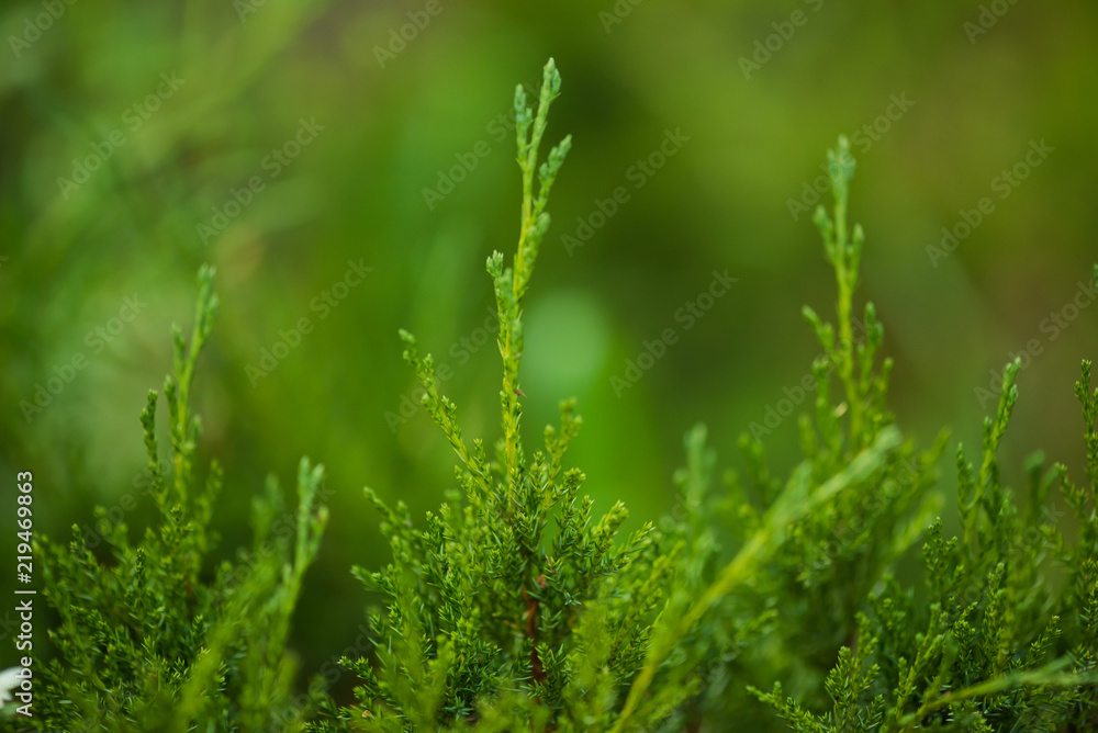 backyard small trees design backyard small trees design