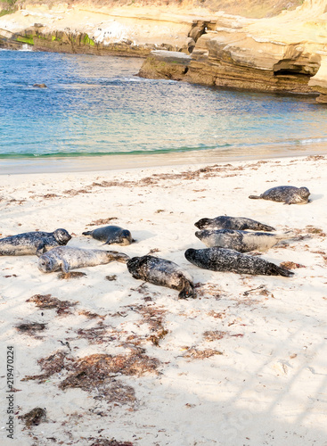 Harbor seals (Phoca vitulina) lounging on the beach at Casa Beach, also known as the Children's Pool, in La Jolla California