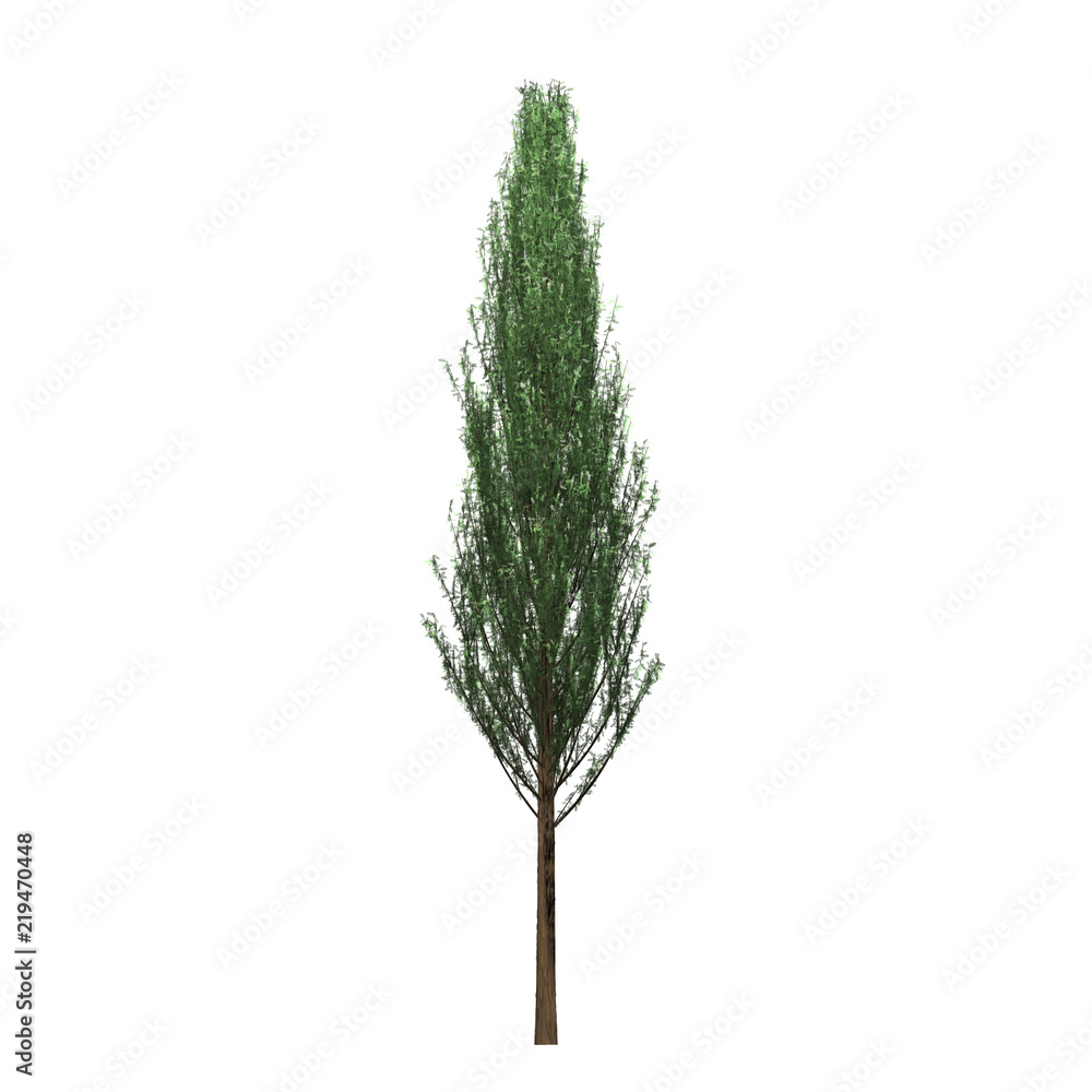 Fototapeta premium Tree