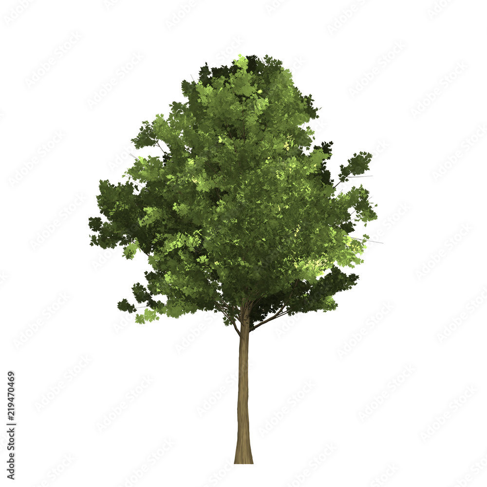 Fototapeta premium Tree