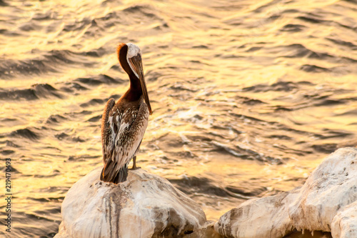 A Brown Pelican (Pelecanus occidentalis) perched on a rock next to the ocean at sunset in La Jolla, California photo