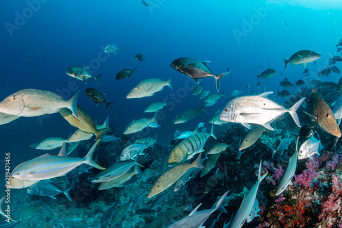 Trevally and other predatory fish hunting above a colorful tropical coral reef