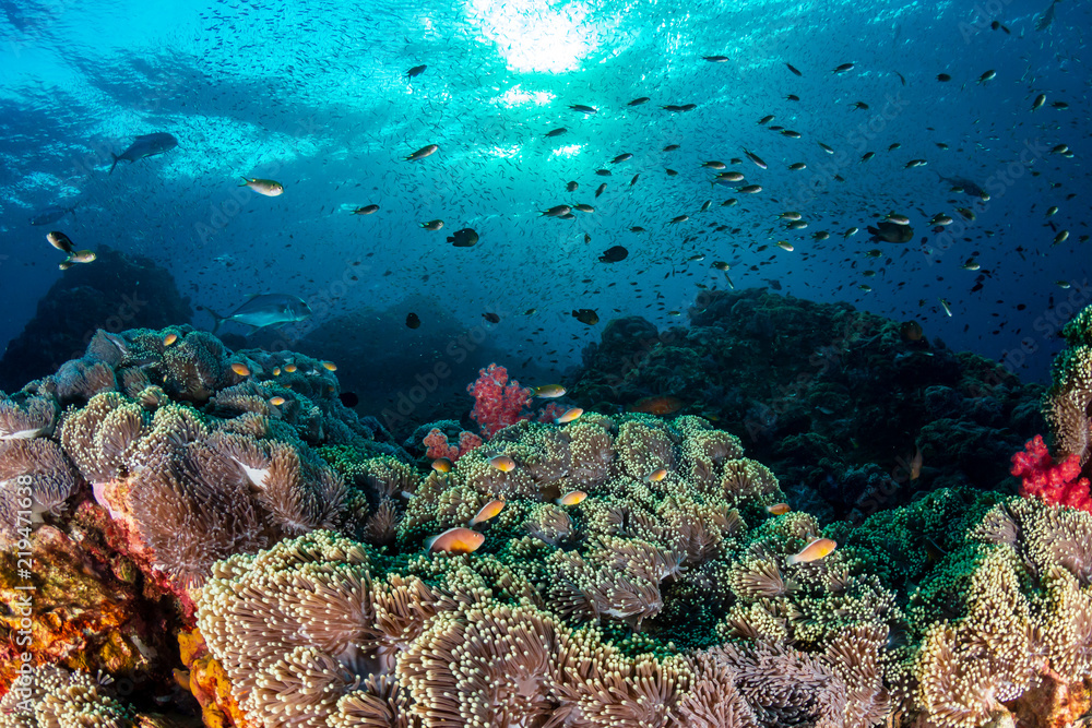 Clownfish and other tropical fish swimming around a colorful, healthy tropical coral reef (Richelieu Rock, Thailand)