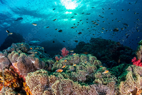 Clownfish and other tropical fish swimming around a colorful, healthy tropical coral reef (Richelieu Rock, Thailand)