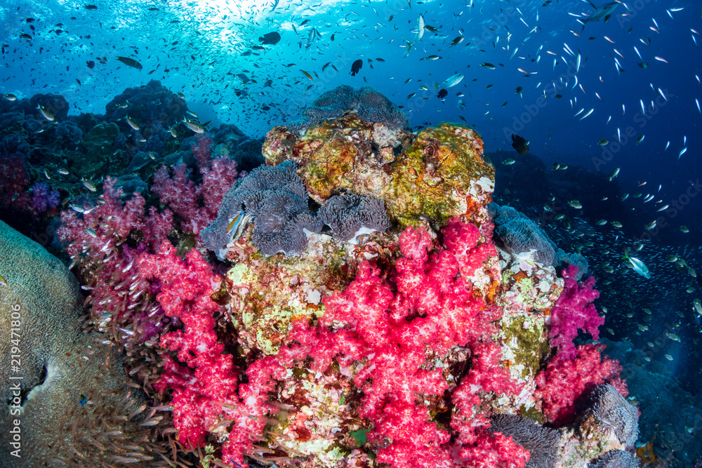 Fototapeta premium A beautiful, colorful and healthy tropical coral reef in Asia
