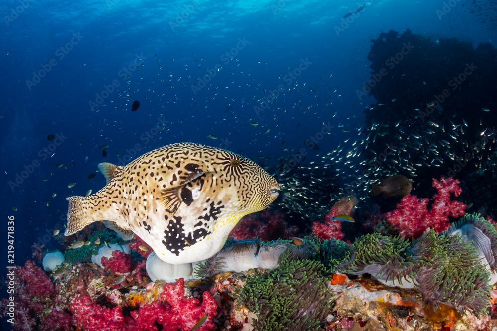 Fototapeta premium Cute Pufferfish swimming over a dark, colorful tropical coral reef