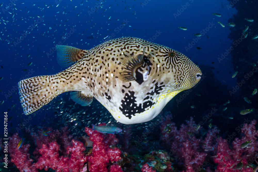 Cute Pufferfish swimming over a dark, colorful tropical coral reef Cute Pufferfish swimming over a dark, colorful tropical coral reef