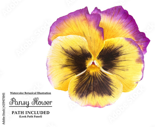 Yellow pansy flower with watercolor