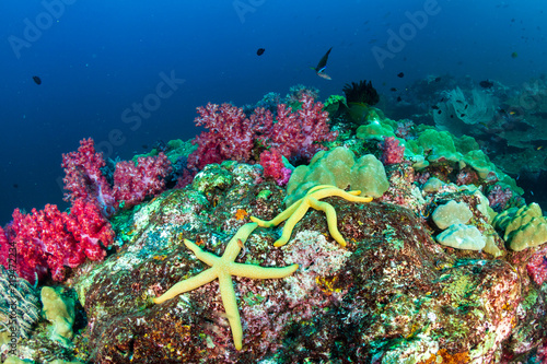 Delicate soft corals on a colorful tropical reef