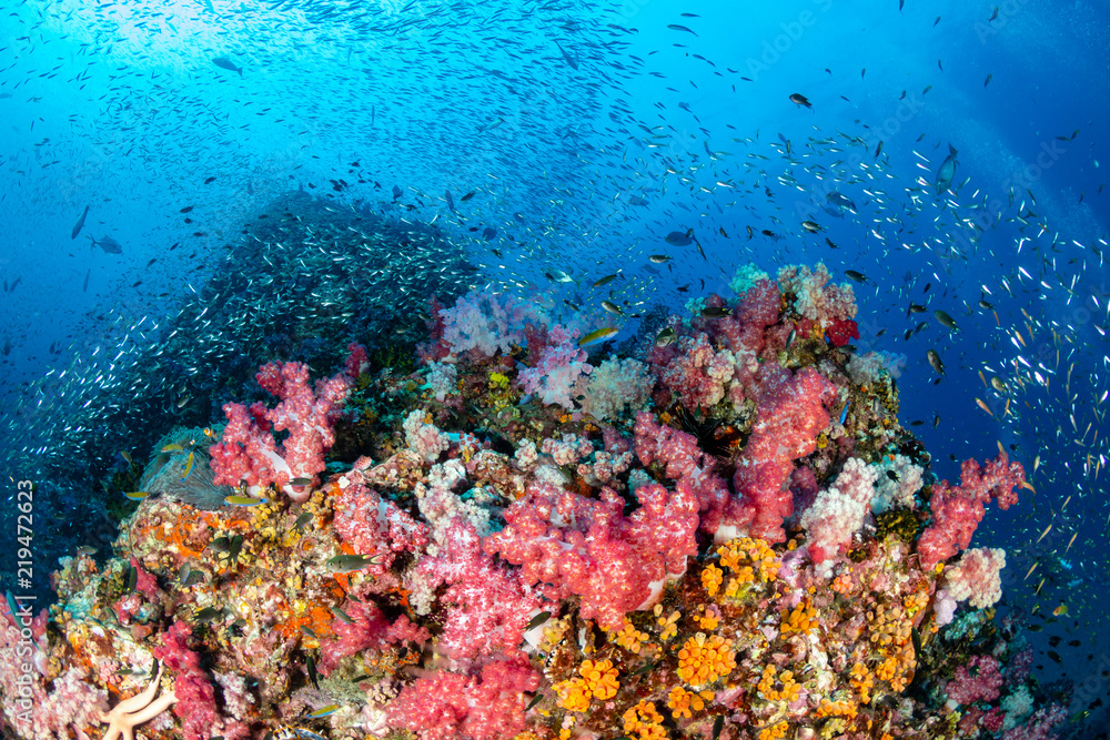 Fototapeta premium Schools of colorful tropical fish swimming around a beautiful coral reef