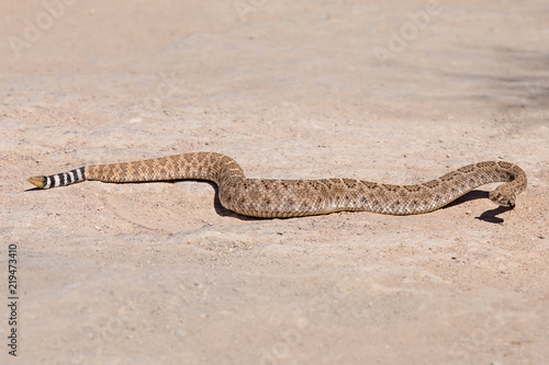 Diamondback Rattlesnake Slithering Across the Desert