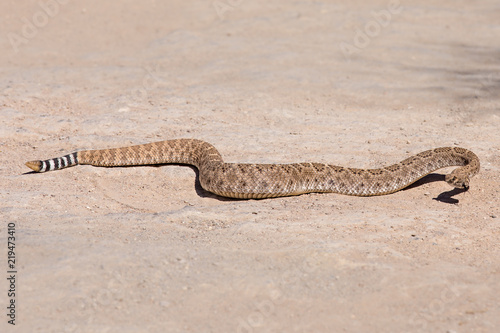 фотографія Diamondback Rattlesnake Slithering Across the Desert
