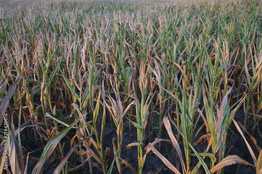 Obraz premium Ausgetrocketes Maisfeld