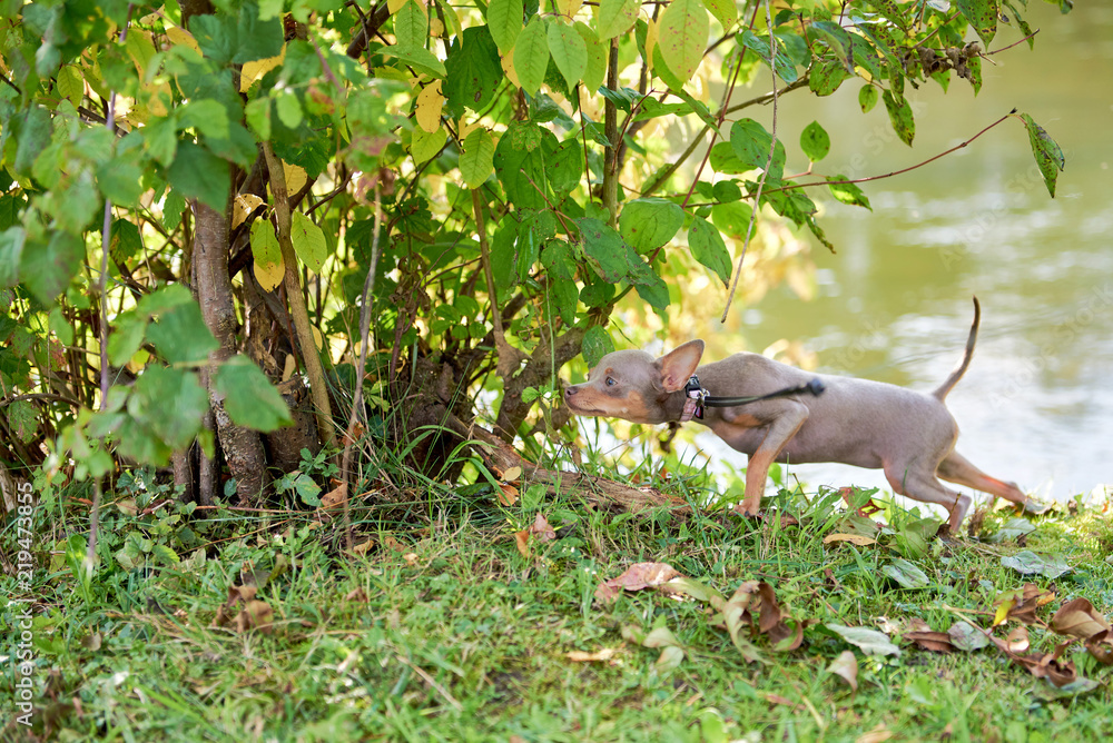 The dog sniffs and sneaks in the bushes. Russian Toy Terrier, Russkiy Toy, Toychik. The dog sniffs and sneaks in the bushes. Russian Toy Terrier, Russkiy Toy, Toychik.