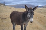 Donkey 9