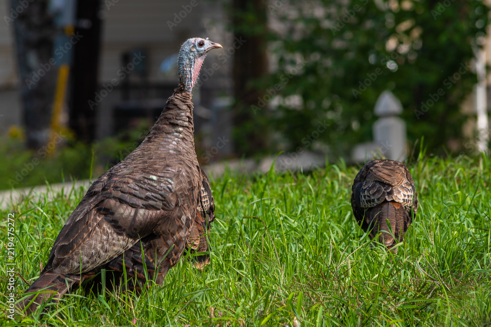 Obraz premium Under A Watchful Eye; An image of a young male turkey keeping a watchful eye out for danger as the young chicks feed.