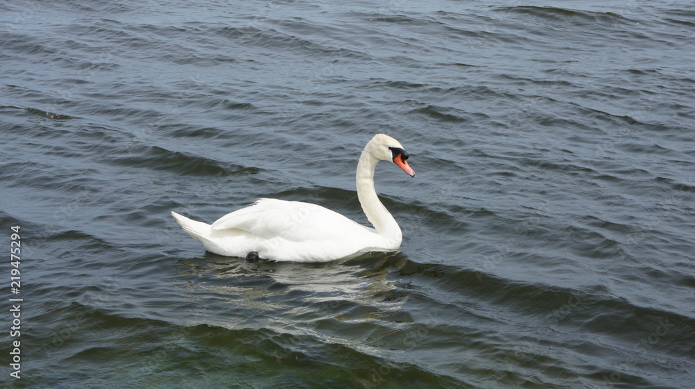Swan