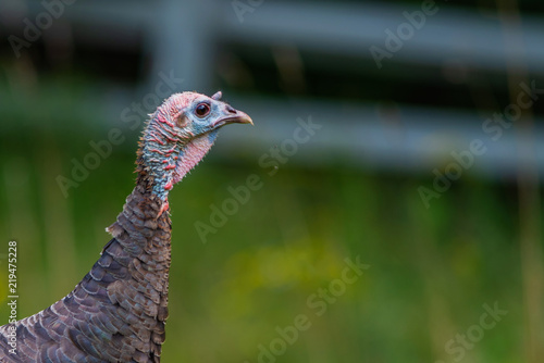 Not On My Watch; An image of a young male turkey in profile watching for danger as the rest of the flock has a bite to eat.
