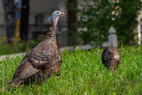 Under A Watchful Eye; An image of a young male turkey keeping a watchful eye out for danger as the young chicks feed.