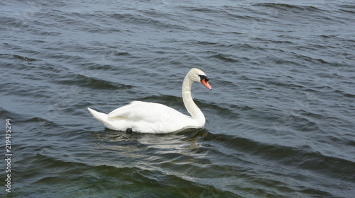 Swan