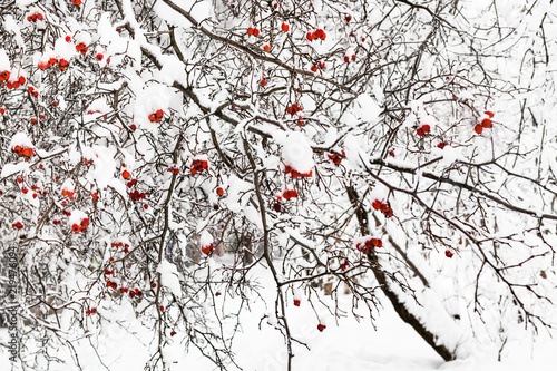 frozen hawthorn tree in urban park in winter