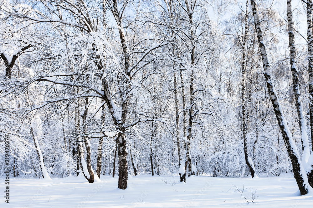 birch grove in snowy in forest park in winter birch grove in snowy in forest park in winter