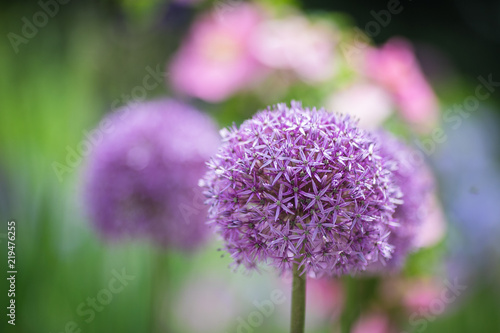 purple giant onion flowers on a purple background