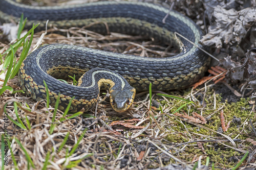 Common Garter Snake in an Agressive Pose